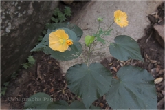 Abutilon neilgherrense